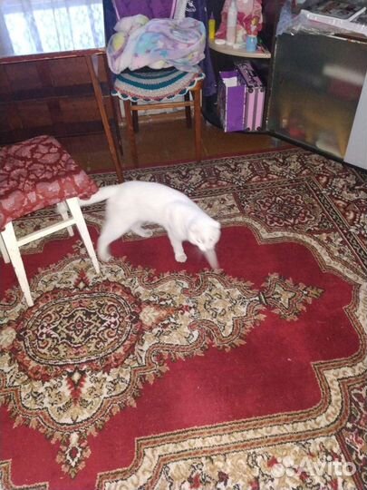 Кот в добрые руки