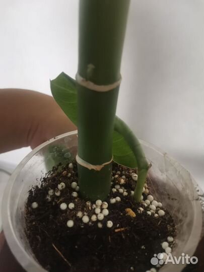 Диффенбахия Reflector (Рефлектор)