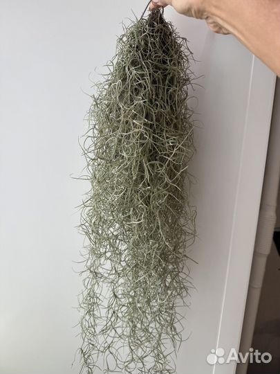 Тилландсия атмосферная