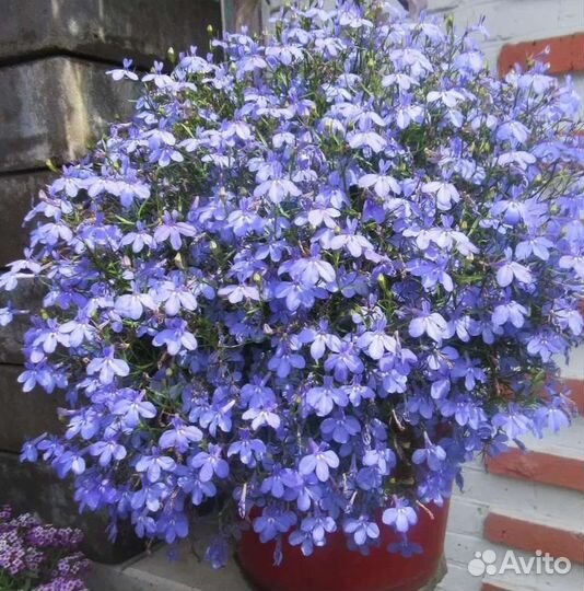 Лобелия ампельная ассорти