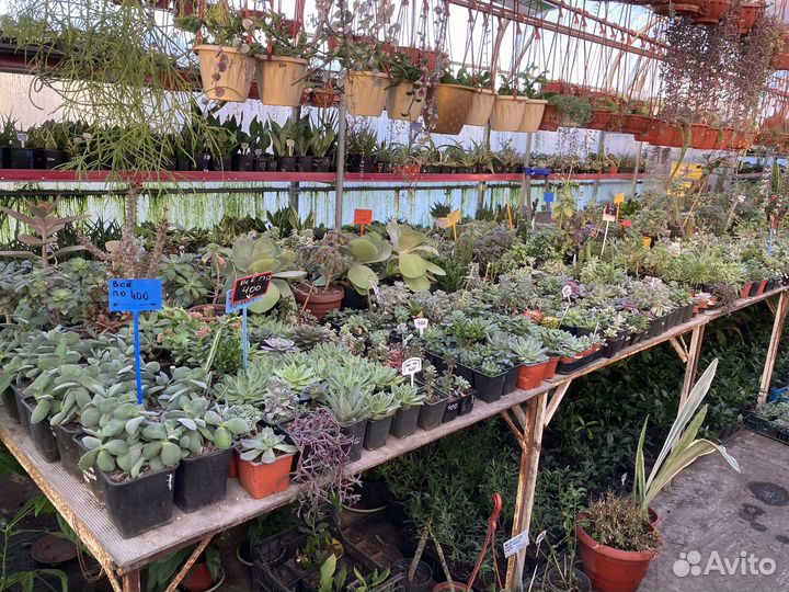 Хавортия купери из питомника растений