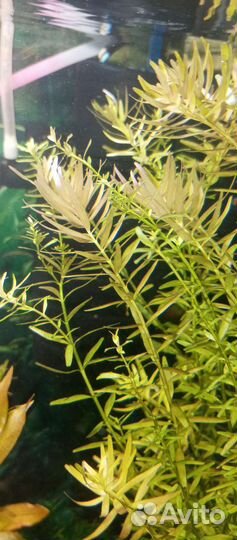 Аквариумные растение