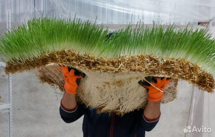 Гидропонная установка для производства кормов