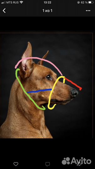 Намордник на французского бульдога