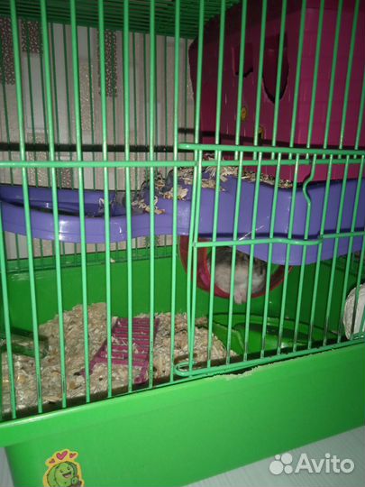 Хомяк с клеткой