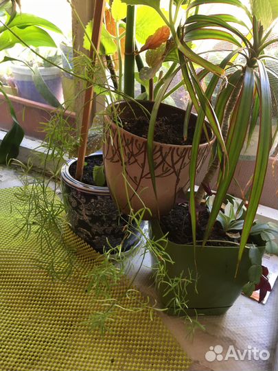 Аспарагус шпренгера