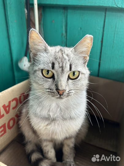 Котята в добрые руки даром