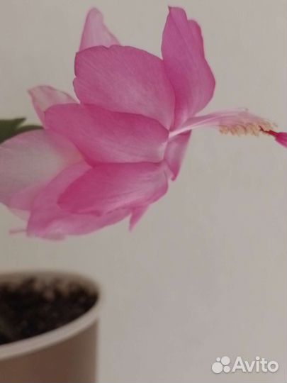 Декабрист шлюмбергера