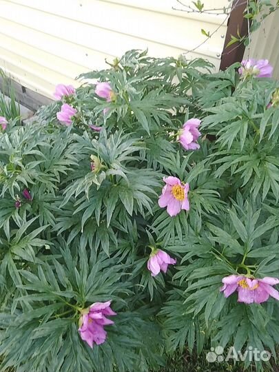 Марьин корень Пион Золотой шар