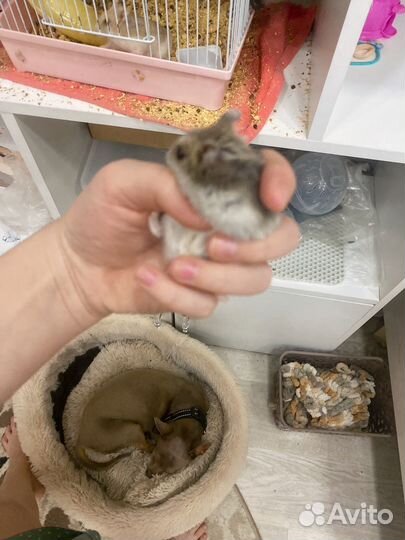 Хомяки джунгарики с клеткой