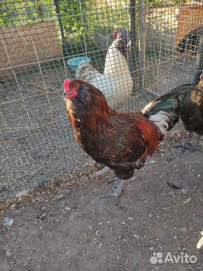 Петухи, курочки