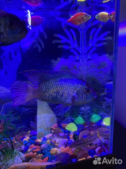 Аквариум с рыбками