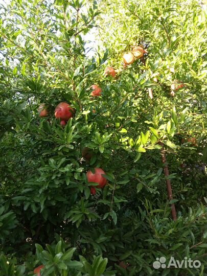 Редкие сорта плодовых деревьев. Саженцы