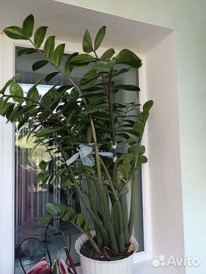 Замиокулькас