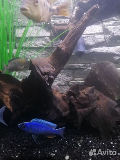 Декорации для аквариума: коряги и камни