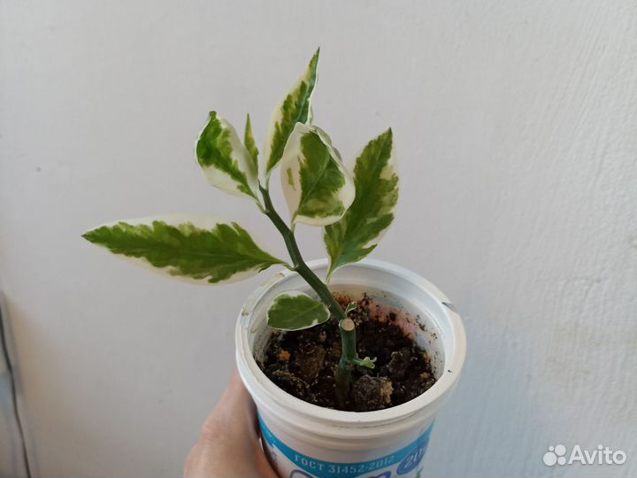 Педилантус