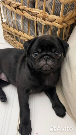 Щенки мопса