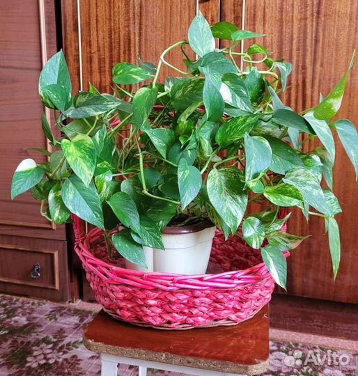 Комнатные растения