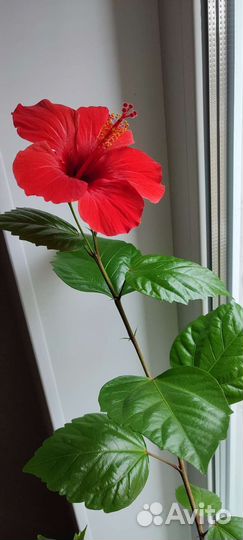 Комнатные цветы гибискус (розан)