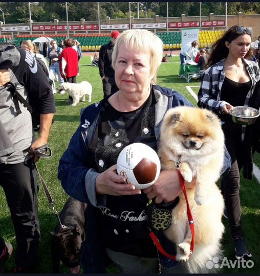 Померанский шпиц- вязка