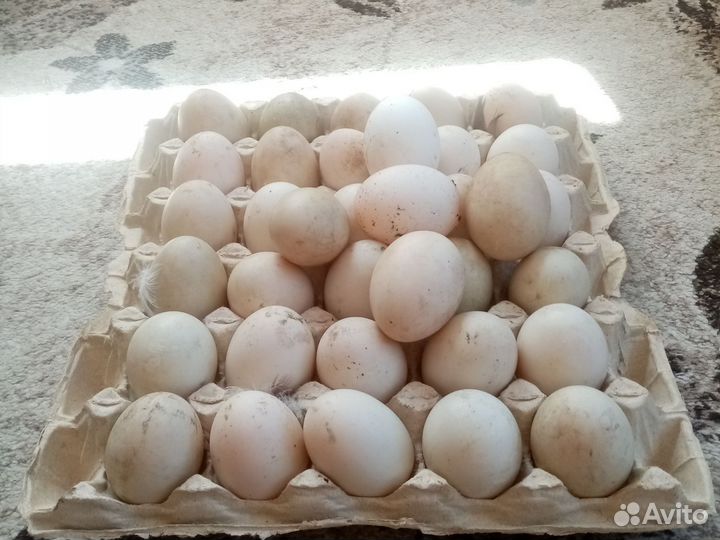 Утиные яйца