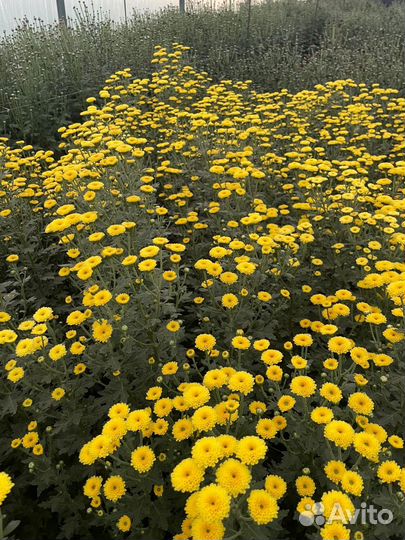 Хризантема