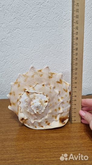 Большая ракушка