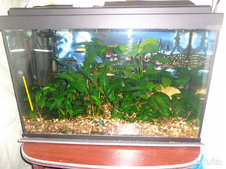 Чистка и уход за аквариумом