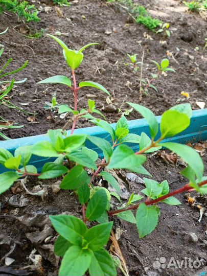 Гортензия метельчатая Ванила фрайз