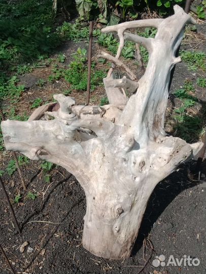 Коряга пень