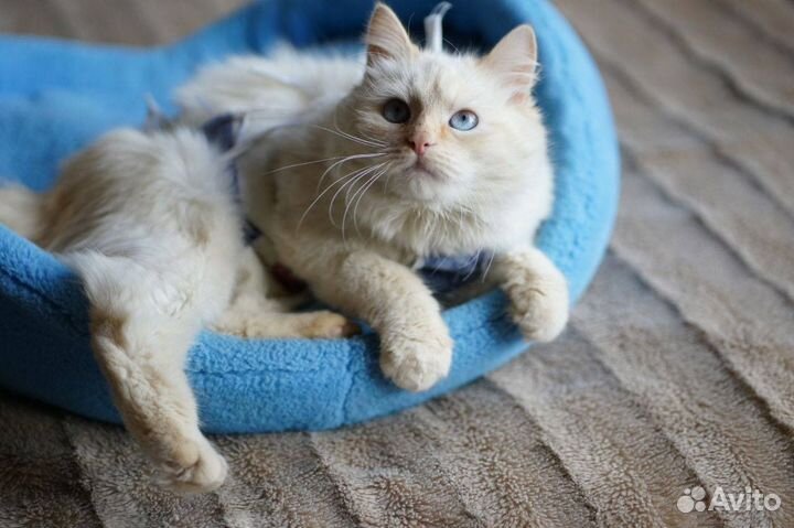 Кошка с васильковыми глазами