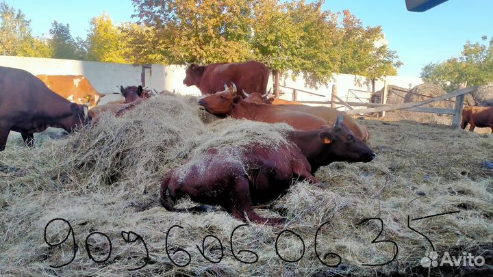 Первотелки красные степные