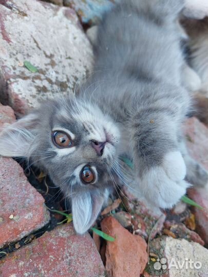 Кошечка