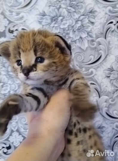 Котята саванна