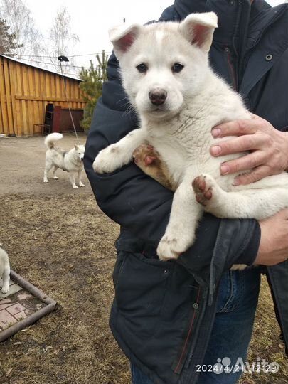 Щенки аляскинского маламута