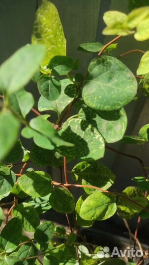 Жимолость японская Ауреоретикулата