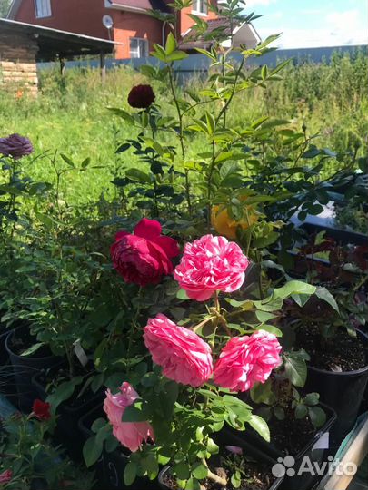 Цветы для дома и сада. Однолетние и многолетние