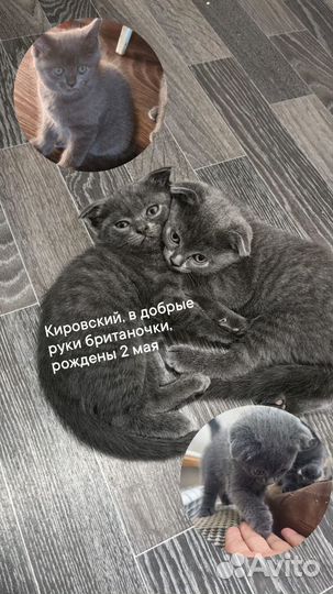 В добрые руки