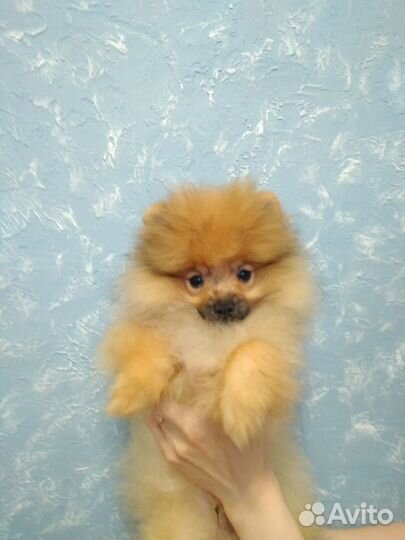 Померанский шпиц