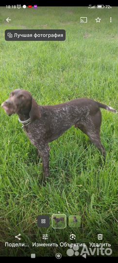 Щенки курцхаара