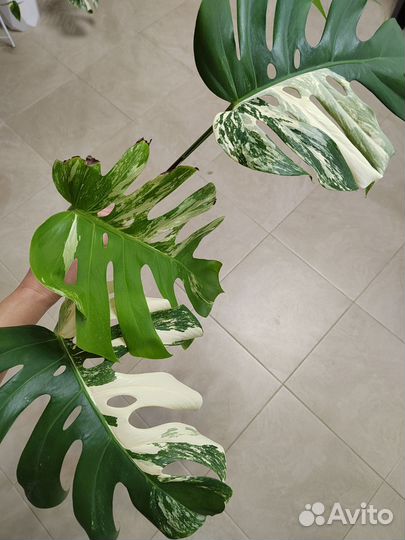 Монстера Альба делециоза