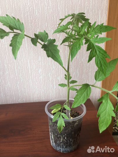 Рассада помидор