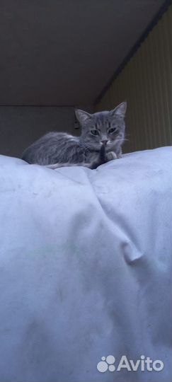 Котики бесплатно