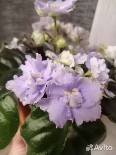 Сенполии (Фиалки Сортовые) срез