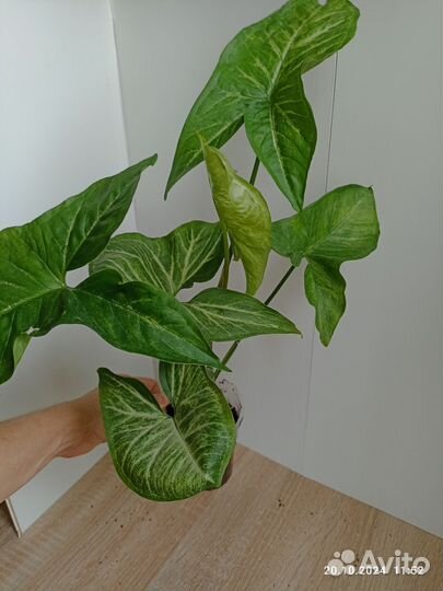 Сингониум вайтбатт,Кристмас,спирпоинт,Молоч.,Пикси