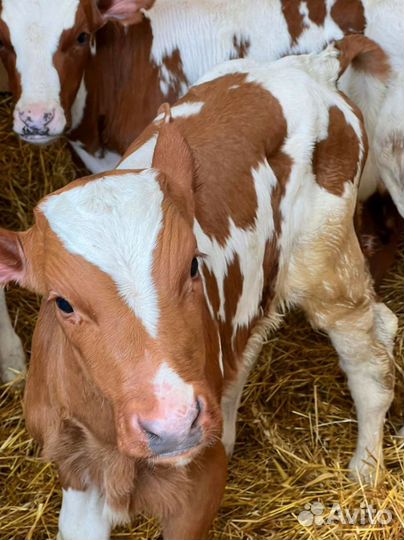 Телята доставка бесплатно