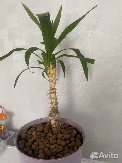 Комнатные растения цветы юкка