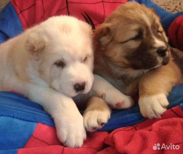 Среднеазиатская овчарка (алабай), щенки