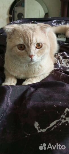 Котята - метисы 1-го поколения