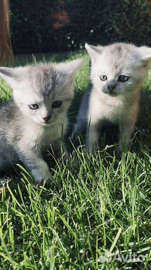 Британский мальчик готов к переезду